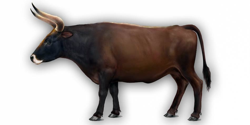 Tur Wymar y Dziki Byk DinoAnimals pl