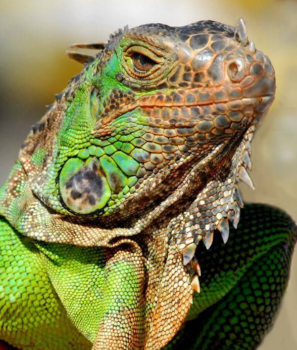 Iguana - legwan zielony i szlachetny. | DinoAnimals.pl