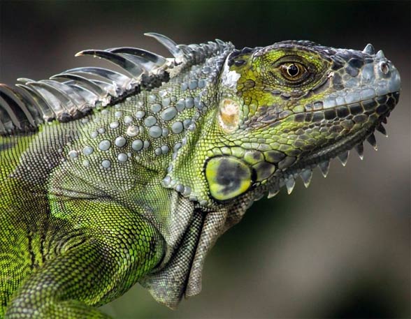 Legwan zielony (Iguana iguana)