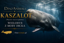 Kaszalot spermacetowy, kaszalot, potwal (Physeter macrocephalus)