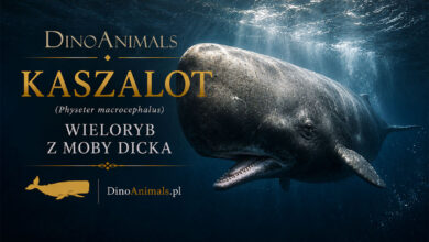 Kaszalot spermacetowy, kaszalot, potwal (Physeter macrocephalus)
