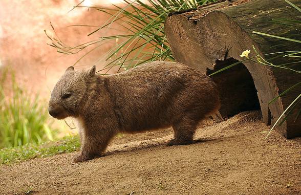 Wombatowate, wombaty (Vombatidae).