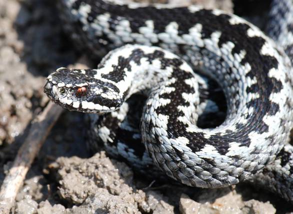  mija Zygzakowata Vipera Berus DinoAnimals pl