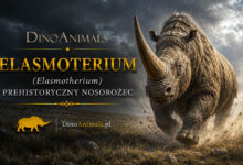 Elasmoterium (Elasmotherium)