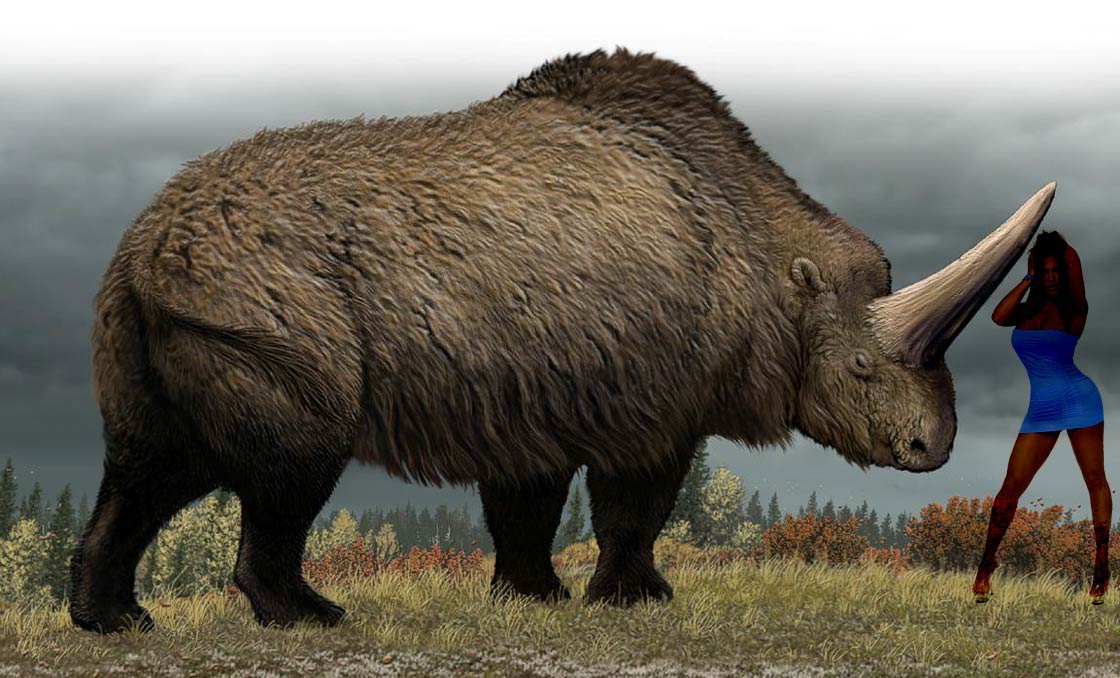 https://dinoanimals.pl/wp-content/uploads/2013/08/Elasmotherium-3.jpg