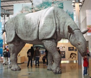 Rhinoceros 5 5 4 X 8
