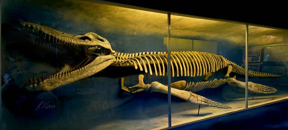 Kronozaur (Kronosaurus)