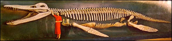 Kronozaur (Kronosaurus)