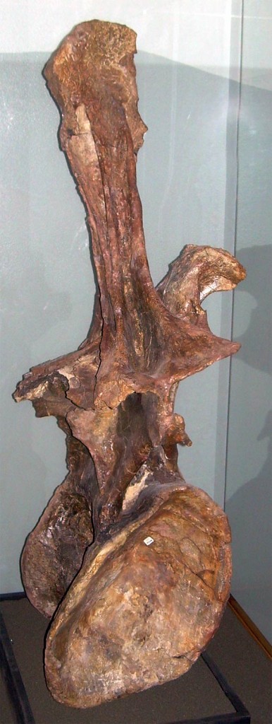 Superzaur (Supersaurus)