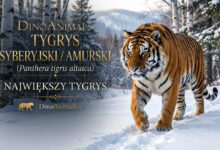 Tygrys syberyjski, tygrys amurski (Panthera tigris altaica)