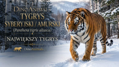 Tygrys syberyjski, tygrys amurski (Panthera tigris altaica)