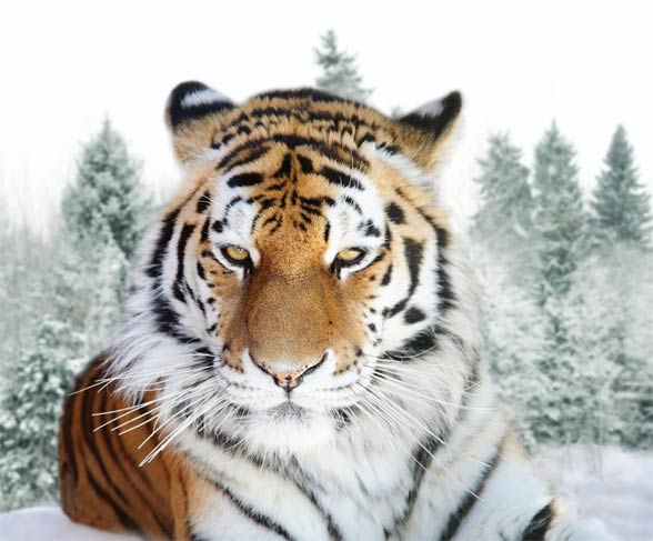 Tygrys Syberyjski Amurski Panthera Tigris Altaica DinoAnimals pl Tygrys Syberyjski Amurski Panthera Tigris Altaica DinoAnimals pl