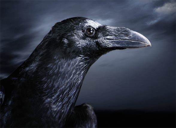 Tung lastbil pisk lommeregner Kruk zwyczajny (Corvus corax) | DinoAnimals.pl