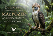 Małpożer (Pithecophaga jefferyi)
