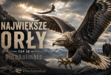 Największe orły
