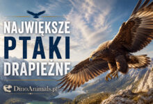 Największe ptaki drapieżne