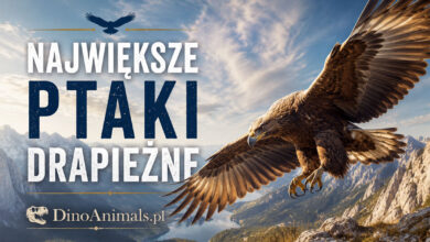 Największe ptaki drapieżne