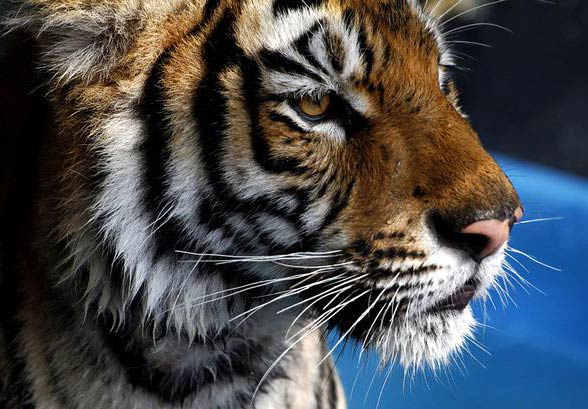 Tygrys bengalski (Panthera tigris tigris)