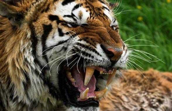 Tygrys Sumatrzański Panthera Tigris Sumatrae Dinoanimals Pl