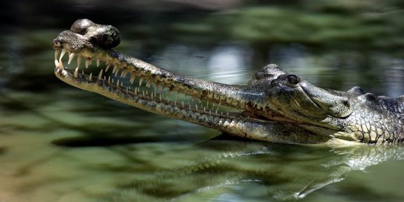Gawial gangesowy (Gavialis gangeticus) | DinoAnimals.pl
