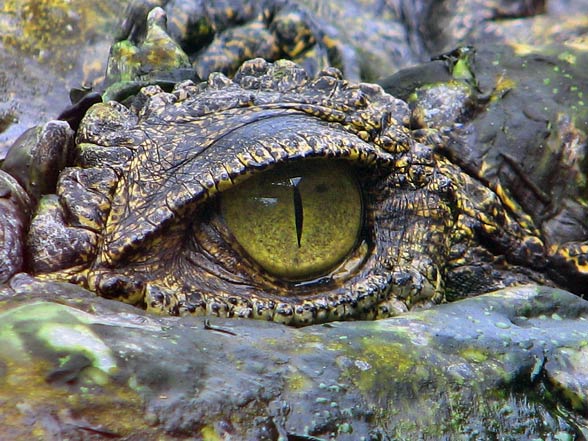 Krokodyl różańcowy (Crocodylus porosus).