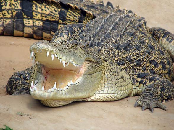 Krokodyl różańcowy (Crocodylus porosus).