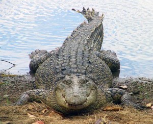 Krokodyl R a cowy Crocodylus Porosus DinoAnimals pl krokodyl-r-a-cowy-crocodylus-porosus-dinoanimals-pl
