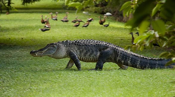Aligator amerykański, missisipski (Alligator mississippiensis).