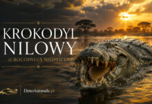 Krokodyl nilowy (Crocodylus niloticus)