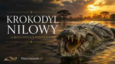 Krokodyl nilowy (Crocodylus niloticus)
