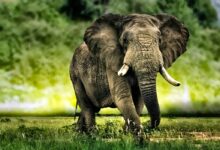 Słoń afrykański (Loxodonta africana)