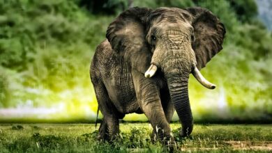 Słoń afrykański (Loxodonta africana)