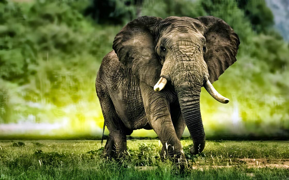 Słoń afrykański (Loxodonta africana)