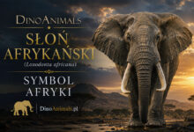 Słoń afrykański (Loxodonta africana)
