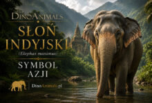 Słoń indyjski (Elephas maximus)