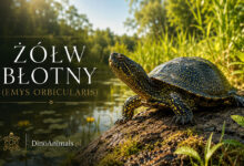 Żółw błotny (Emys orbicularis)