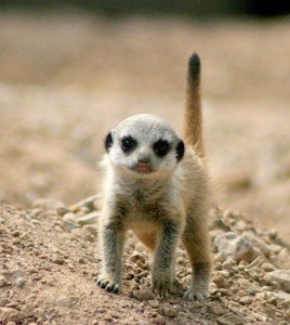 Surykatka (Suricata suricatta) - DinoAnimals.pl