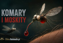 Komary (Culicidae) i moskity (Phlebotominae)