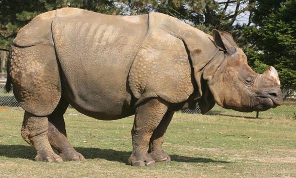 Nosorożec indyjski, nosorożec pancerny (Rhinoceros unicornis).