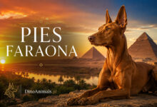 Pies faraona