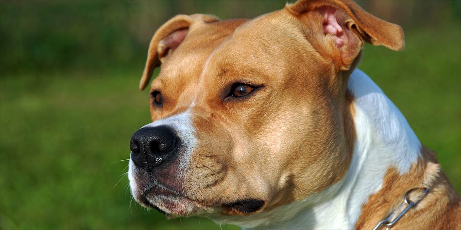 Amstaf, Amstaff | DinoAnimals.pl