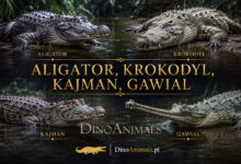 Aligator, Krokodyl, Kajman, Gawial