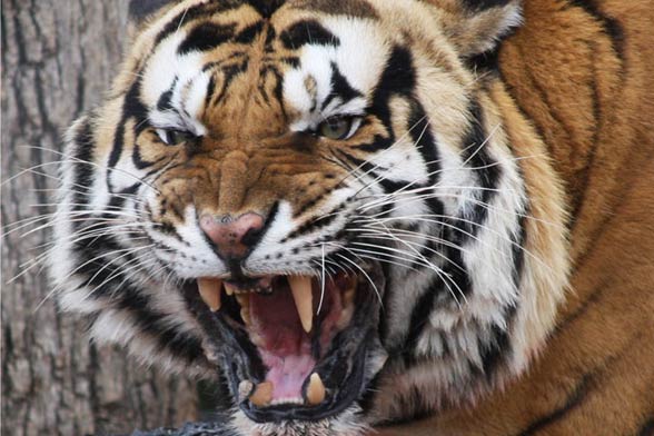 Tygrys indochiński (Panthera tigris corbetti) 