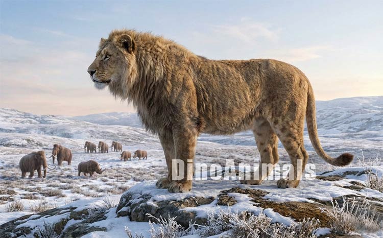 Lew jaskiniowy (Panthera spelaea) by DinoAnimals