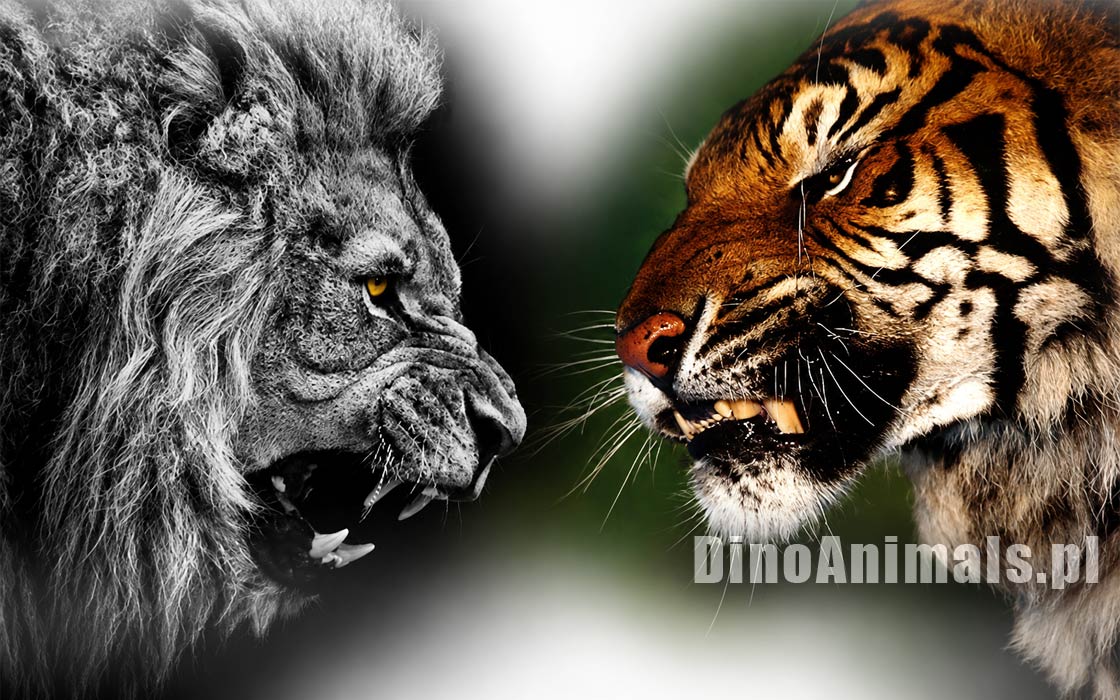 Lew vs tygrys