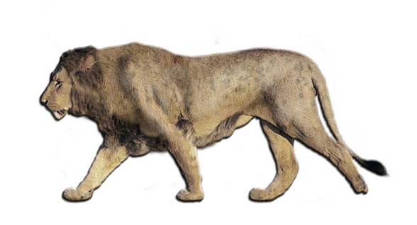 Lew amerykański (Panthera leo atrox lub Panthera atrox).