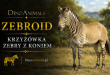 Zebroid
