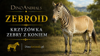 Zebroid