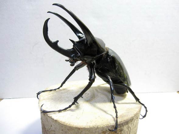 Chrząszcze, tęgopokrywe (Coleoptera)