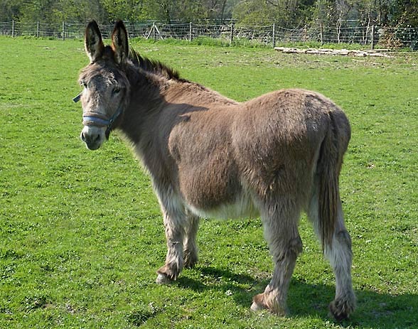Osioł (Equus africanus, Equus asinus).